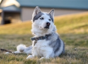 开云棋牌游戏-独行侠制霸上海队，杜兰特完成里程碑，跨越时空的篮球叙事