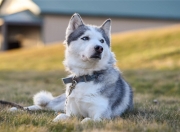 开云棋牌游戏-独行侠制霸上海队，杜兰特完成里程碑，跨越时空的篮球叙事